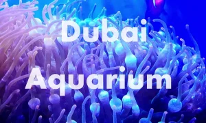 Dubai Aquarium